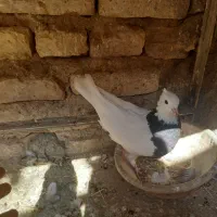 کبوتر طوقی|پرنده|مرودشت, کناره|دیوار