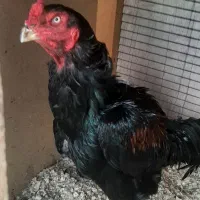 خروس ومرغ ۵ماه لاری وابریشمی کبوتر دم طاووسی|پرنده|رشت, حومه رشت|دیوار