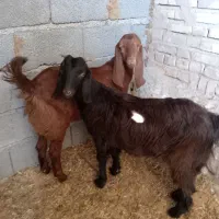 بز بره میش بره ماده|حیوانات مزرعه|مشهد, کارده|دیوار