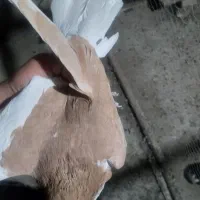 کبوتر|پرنده|چناران, |دیوار