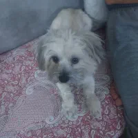 دوساله نر نژاد ترییر