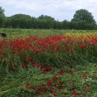 کار با دو تا علفچین در کمترین زمان