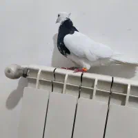 کبوتر طوقی نر خال دار