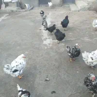 تخم مرغ گلین لری|حیوانات مزرعه|نمین, |دیوار