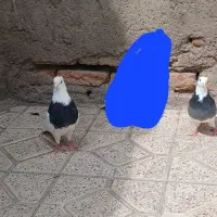 کلفه درجه یک