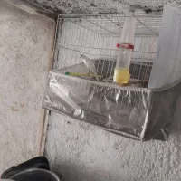 قناری مست مست|پرنده|خسروشاه, |دیوار