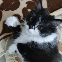 پرشین ماده خوش رنگ