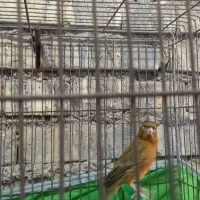 فروش دو عدد نر قناری قیمت توافقی