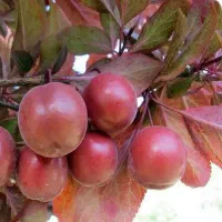 ارائه نهال های تجاری و کمیاب گوجه قرمز آمریکایی