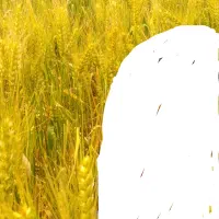 اجاره زمین شالی باچاه عمیق نقد|اجارهٔ دفتر صنعتی، کشاورزی، تجاری|گنبد کاووس, |دیوار