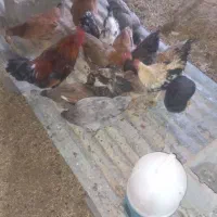 مرغ خروس محلی