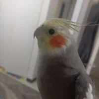 عروس هلندی شاداب و سخنگو