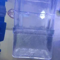 ماهی اکواریومی|ماهی|سنندج, |دیوار