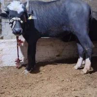 گاومیش نر|حیوانات مزرعه|محمدبار, |دیوار