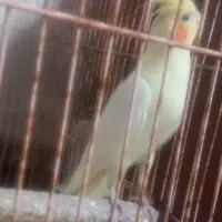 چهار عددعروس ماده ویک عددعروس نر سخن گو