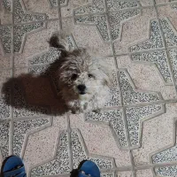 واگذاری پاپی یا معاوضه با عروس هلندی|سگ|ابریشم, |دیوار