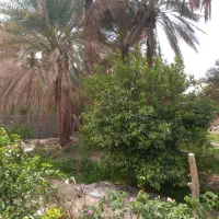 پیش خرما