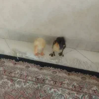 ۲ عدد جوجه اردک ۳۰۰ هزار