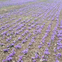 فروش گل زعفران مشهد در تهران (گل تازه زعفران)|خوردنی و آشامیدنی|تهران, میرداماد|دیوار