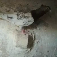 کفتر|پرنده|تربت جام, میان جام|دیوار
