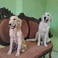 گلدن رتریور رنگ تیره و روشن SC