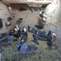 30عدد نربازی