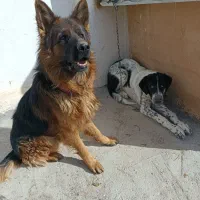 قهدریجانی نر اصل 6ماهه درشت