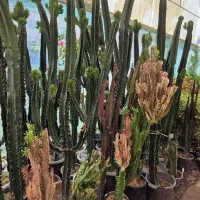 کاکتوس افوربیا * گل وگیاه گلخانه من *بیرجند|گل و گیاه طبیعی|بیرجند, |دیوار