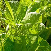 کاهو کیلویی 22 کاملا ارگانیک کلاله