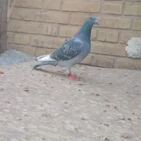 پلاکی|پرنده|بهبهان, |دیوار