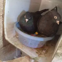 کفتر زاغ آبادانی چش چنگ سفید پا لخت حیکل دار
