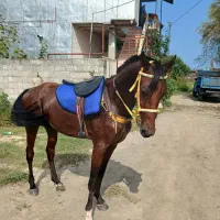 اسب ترکمن|اسب و تجهیزات اسبسواری|رشت, لاکان شهر|دیوار