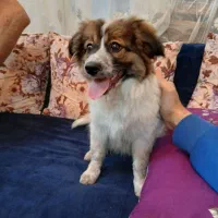 توله اشپیتز