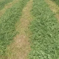 فروش یونجه عالی و خشک