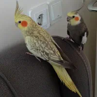 جفت عروس هلندی سابقه دار