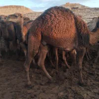 شتر چاق|حیوانات مزرعه|تهران, بهارستان|دیوار