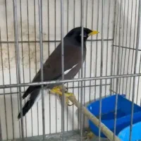 مرغ مینا سخنگو