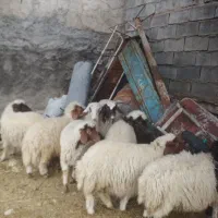 فروش ۱۳عددکاور بیشتر شون نرهستن|حیوانات مزرعه|بدره, |دیوار