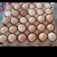 تخم مرغ محلی