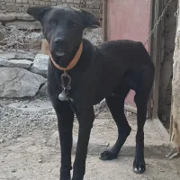 واگذاری سگ افغان یک ساله