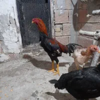 لاری