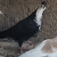 رسمی  ریش بردسیر|پرنده|کرمان, |دیوار