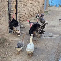 بوقلمون سنگین|حیوانات مزرعه|سرخنکلاته, |دیوار