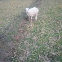 گوسفند ابستن