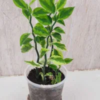 گل وگیاه طبیعی|گل و گیاه طبیعی|چوار, |دیوار