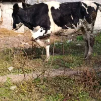 گاو هلشتاین جوان