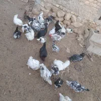 مرغ گلین|حیوانات مزرعه|اقلید, |دیوار