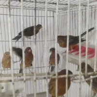 قناری نر ماده عروس هلندی|پرنده|امیدیه, |دیوار