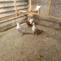 سه تا کلاغ مقبول|پرنده|تربت‌حیدریه, مسجد جامع|دیوار