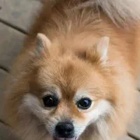 پامرین روباهی